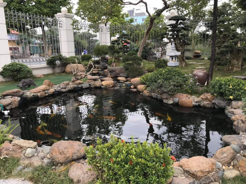 XÂY DỰNG HỒ CÁ KOI